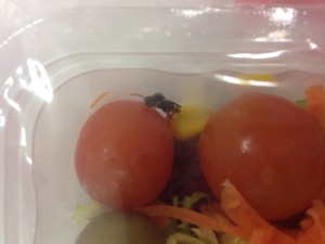 Avispa disfrutando de un tomate